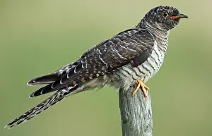 Netherlands Nature Photography Drucke: Common Cuckoo, Cuculus canorus