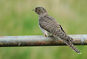 Grauschnäbel, Cuculus canorus