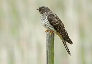Grauschnäbel, Cuculus canorus