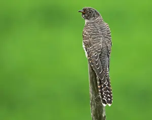 Grauschnäbel, Cuculus canorus