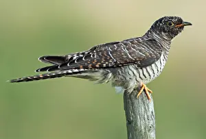 Grauschnäbel, Cuculus canorus