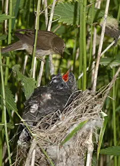 Bilder vom 7. Juli 2008: Grauschnäbel, Cuculus canorus