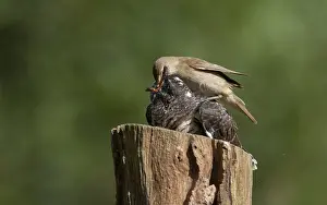 European Wildlife And Nature Drucke: Common Cuckoo, Cuculus canorus