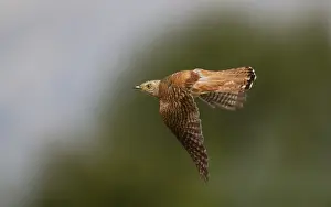 European Cuckoo Drucke: Common Cuckoo, Cuculus canorus