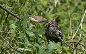 Wildlife Feeding Habits Drucke: Common Cuckoo, Cuculus canorus