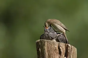 Common Cuckoo Drucke: Common Cuckoo, Cuculus canorus
