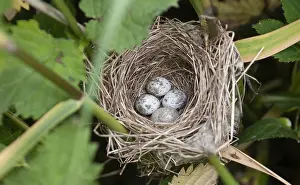 Bilder Datiert 13. Juni 2007: Gemeiner Kuckuck, Cuculus canorus