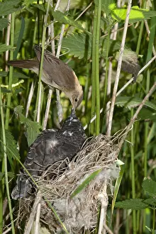 Common Cuckoo Drucke: Common Cuckoo, Cuculus canorus