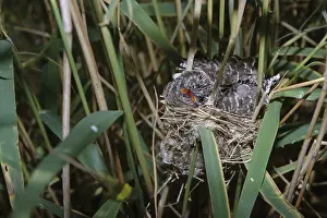 Wildlife In Denmark Drucke: Common Cuckoo, Cuculus canorus