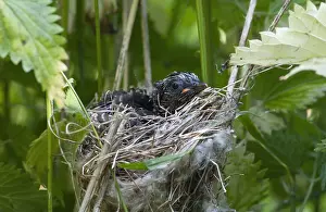 Nature Photography Denmark Drucke: Common Cuckoo, Cuculus canorus