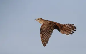 Blue Sky Bird Flight Drucke: Common Cuckoo, Cuculus canorus