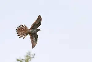 Blue Sky Nature Photos Drucke: Common Cuckoo, Cuculus canorus