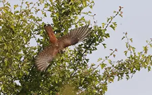 Blue Sky Nature Images Drucke: Common Cuckoo, Cuculus canorus
