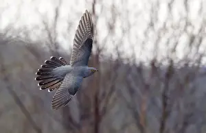 Bird Flying High Drucke: Common Cuckoo, Cuculus canorus