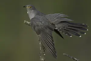 Grauschnäbel
