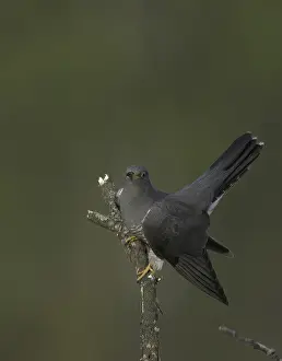 Common Cuckoo Drucke: Common Cuckoo (Cuculus canorus)