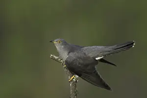 European Cuckoo Drucke: Common Cuckoo (Cuculus canorus)