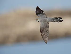 In Flight Wildlife Photography Drucke: Common Cuckoo, Cuculus canorus