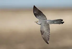 Netherlands Nature Photography Drucke: Common Cuckoo, Cuculus canorus