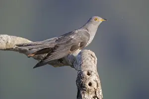 Bilder Datiert 3. Juni 2018: Grauschnäbel, Cuculus canorus