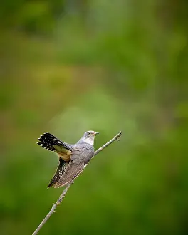 Outdoor Wildlife Photography Tips Drucke: Common Cuckoo, Cuculus canorus