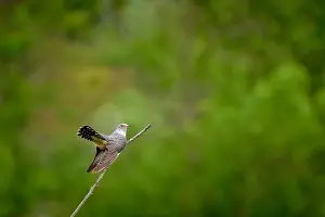 Perched Bird Photography Drucke: Common Cuckoo, Cuculus canorus