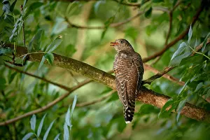 Bird Species Europe Drucke: Common Cuckoo, Cuculus canorus