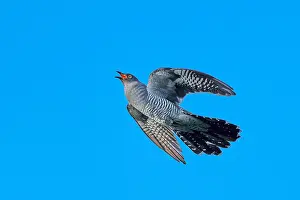 Common Cuckoo Drucke: Common Cuckoo, Cuculus canorus