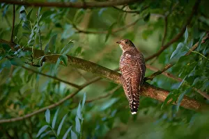 Common Cuckoo Drucke: Common Cuckoo, Cuculus canorus