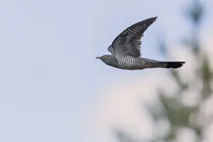 Nature Photography Animals Drucke: Common Cuckoo in flight
