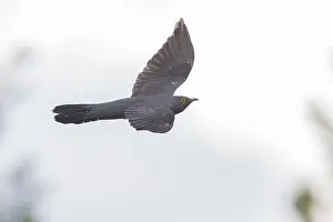 European Birds In Flight Drucke: Common Cuckoo in flight