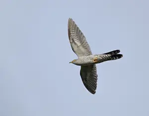 Flying Birds Europe Drucke: Common Cuckoo;Cuculus canorus