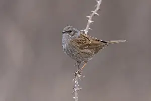 European Fauna And Flora Drucke: Common Dunnock, Prunella modularis modularis