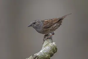 Songbird Perched On Branch Drucke: Common Dunnock, Prunella modularis modularis