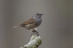 Songbird Perched On Branch Drucke: Common Dunnock, Prunella modularis modularis
