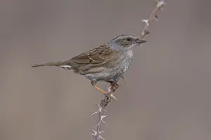 Songbird Perched On Branch Drucke: Common Dunnock, Prunella modularis modularis
