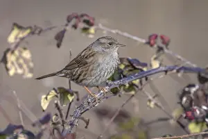 Songbird Perched On Branch Drucke: Common Dunnock, Prunella modularis modularis