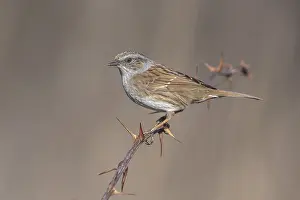 Songbird Perched On Branch Drucke: Common Dunnock, Prunella modularis modularis