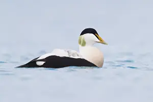 European Duck Species Drucke: Common Eider
