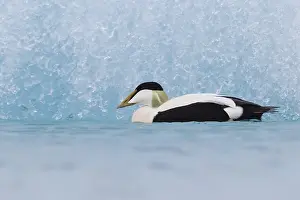 European Duck Species Drucke: Common Eider