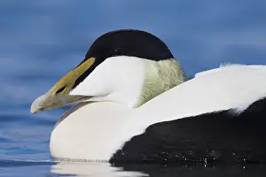 Common Eider Drucke: Common Eider