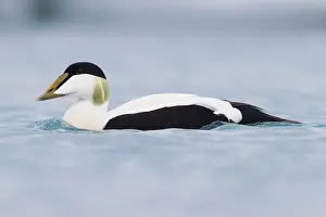 Wildlife Animals Drucke: Common Eider