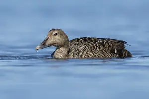 Common Eider Bird Drucke: Common Eider