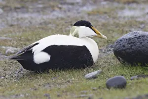 European Duck Species Drucke: Common Eider
