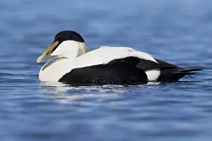 European Duck Species Drucke: Common Eider