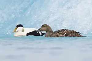 European Duck Species Drucke: Common Eider