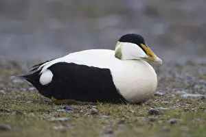 Common Eider Drucke: Common Eider