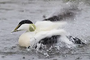 European Duck Species Drucke: Common Eider