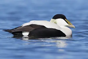 Common Eider Drucke: Common Eider