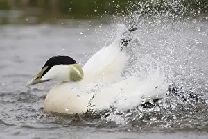 European Duck Species Drucke: Common Eider